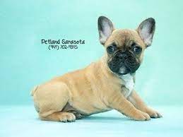 The movie site is the city's biggest attraction, but while you're here, you should also make time to visit the national farm toy museum, the basilica of st. Dogs And Puppies For Sale Petland Sarasota Florida Pet Store Puppies For Sale Puppies Pet Store