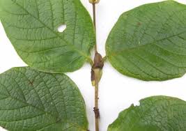 Smithsonian Tropical Research Institute Digital File Manager Rondeletia amoena is a tall, dense and hardy evergreen shrub just perfect for a hedge or screen. smithsonian tropical research institute digital file manager