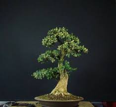 Magnifico y con gran diseño y bonito tronco traquelado establecido en akadama y grava volcánica. Buxus Harlandii 2006 Owner M Skrabal