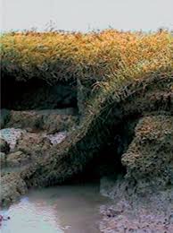 Image result for Sarcocornia decumbens