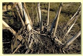 Image result for Eucalyptus sp.