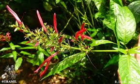 Image result for Justicia scandens