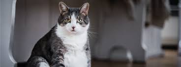 With or without their mother cat, a kitten should grow steadily, at certain rates, and a variety of changes should occur within a certain time frame. Ideal Cat Weight How Heavy Should My Cat Be My Family Vets