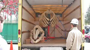 Installation of the Gray Whale Skeleton