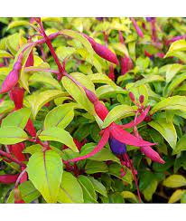 Fuchsia Genii 3lt