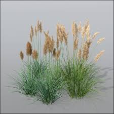 Cortaderia Grass Bundle1 3d Model Ad Grass Cortaderia Model Pampas Grass Grass Ornamental Grasses