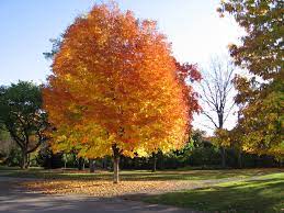 Deborah norway maple is a unique maple tree which makes a statement in the spring landscape. Norway Maple Parkway Emerald Queen Eagle Ridge Tree Movers
