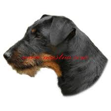 Image result for jagdteriér