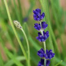 The most common lavender flowers material is metal. Lavender Hidcote Hedge Plants Lavandula Angustifolia Hidcote Hedge