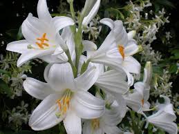 Il Giglio Ha Un Significato Tutto Proprio Ed Un Valore Specifico A Seconda Della Colorazione Ha Assunto Da Div Fiori Di Compleanno Fiori Significato Dei Fiori