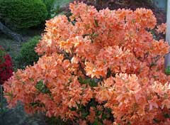 Image result for Rhododendron molle