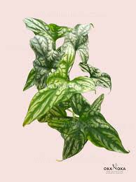 Image result for Cercestis congensis