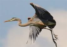 Sepulveda Basin Bird Walk
