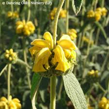 Image result for Phlomis fruticosa