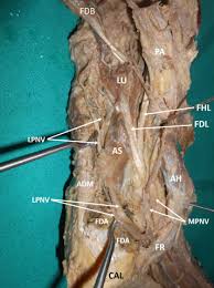 نتیجه جستجوی لغت [accessorius] در گوگل