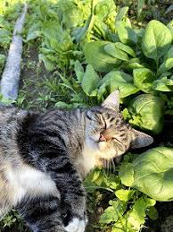 If you know or even according to the aspca, eating small amounts of grass and other plants is actually normal for cats. Can Cats Eat Spinach Everything You Need To Know Faqcats Com