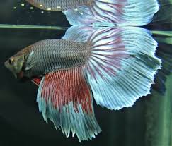 Live Fancy Shimmer Dumbo Plakat Veiltail Male Betta Fish Mississippi B Betta Fish Ideas Of Betta Fish Bettafish Live Fancy Shim Betta Fish Betta Fish