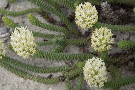 Image result for Hebenstretia dentata