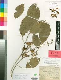 Image result for Craibia zimmermannii