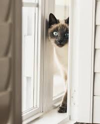 100 at level 2, 200 at level 3, 500 at level 4. What To Do And How Often Do Cats Go Into Heat Cats In Care