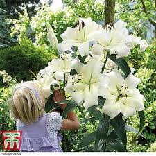 Maybe you would like to learn more about one of these? Lily Pretty Woman Thompson Morgan