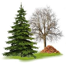 Colorful Leaves What S Going On In Mr Solarz Class Evergreens add color and beauty to your landscape all year long. colorful leaves what s going on in mr