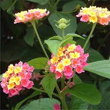 Egrow 30 Pcs Pack Lantana Seeds Lantana Camara Tree Plan Flower Seeds Home Garden Seeds Lotus Flower Seeds Flower Seeds Lantana Camara