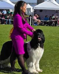 Running into the week like … “Ella”, CH Trinity Cove's Cheek to Cheek (CH  Kodiak Acres I'M Sexy And I Know It x CH Trinity Cove's Hold Me Close