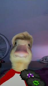 Download for free from a curated selection of funniest xbox gamerpics 1080x1080 for your mobile and desktop screens. 200 Cursed Dsmp Ideas In 2021 Dream Team Reaction Pictures Pretty Boy Swag