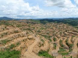 Penebangan kayu, , penebangan kayu di hutan, penebangan kayu di hutan dengan memperhatikan ukuran dan usia pohon hutan apusan yang berada di kecamatan sumbermanjing wetan, kabupaten malang, adalah hutan lindung yang berada di. Blokade Penebangan Oleh Pribumi Di Borneo Berujung Kekerasan
