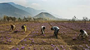 In Pictures Kashmiri Saffron Kashmir Tourism Pictures Saffron Flower