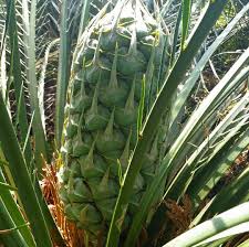Macrozamia Plant Leaves Plants Leaves