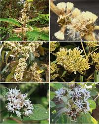 Image result for Vernonia longipedunculata