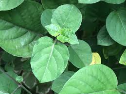 Image result for Asystasia vogeliana