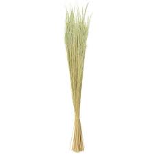 Image result for Agrostis products
