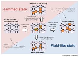 The animal tissue whose cells divide throughout the life. Cell Division And Tissue Mechanics Sciencedirect