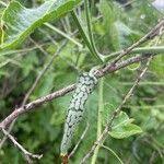 Image result for Kedrostis leloja