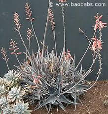 Image result for Aloe aculeata × globuligemma