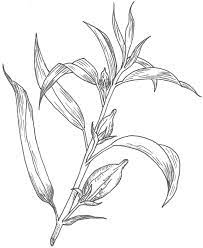 Plant Drawing Realistic Drawings Plant Drawing Flower Drawing
