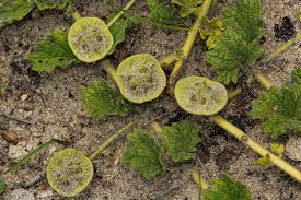 Image result for Dicerocaryum eriocarpum