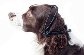 This app might help with it. A Mind Reading Dog Translator That Just Might Work