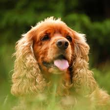 Welsh springer spaniel puppies and dogs in california cities. Field Spaniel Full Profile History And Care
