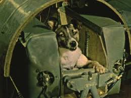 Sputnik 2 was the second spacecraft launched into earth orbit, on 3 november 1957, and the first to carry a living animal, a dog named laika. Rip Laika Pioneering Dog Launched 60 Years Ago Today Space