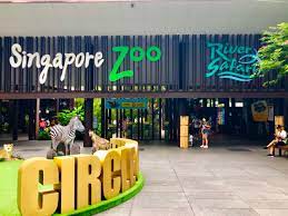 Day Trip To Singapore Zoo River Safari Singapore And Rainforest Lumina Eat Wander Explore