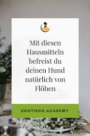 Naturliche Hausmittel Gegen Flohe Beim Hund So Befreist Du Deinen Vierbeiner Effektiv Und Naturlich Von Floh Flohe Beim Hund Hausmittel Gegen Flohe Flohe Hund