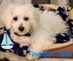 Adjusting to life as normal after pet health scare