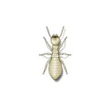 Pest, termite control & extermination in knoxville, tn. Termite Identification Habits Behavior Russell S Pest Control