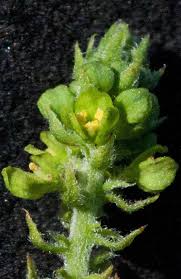 Image result for Tragia rupestris