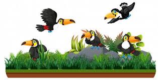 Toucan In Isolated Nature Nature Illustration Nature Vector Illustration