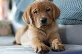 Maybe you would like to learn more about one of these? Gus Our Fox Red Labrador Retriever 10 Weeks Old Keepsake Labradors Fox Red Labrador Fox Red Labrador Retriever Lab Puppies